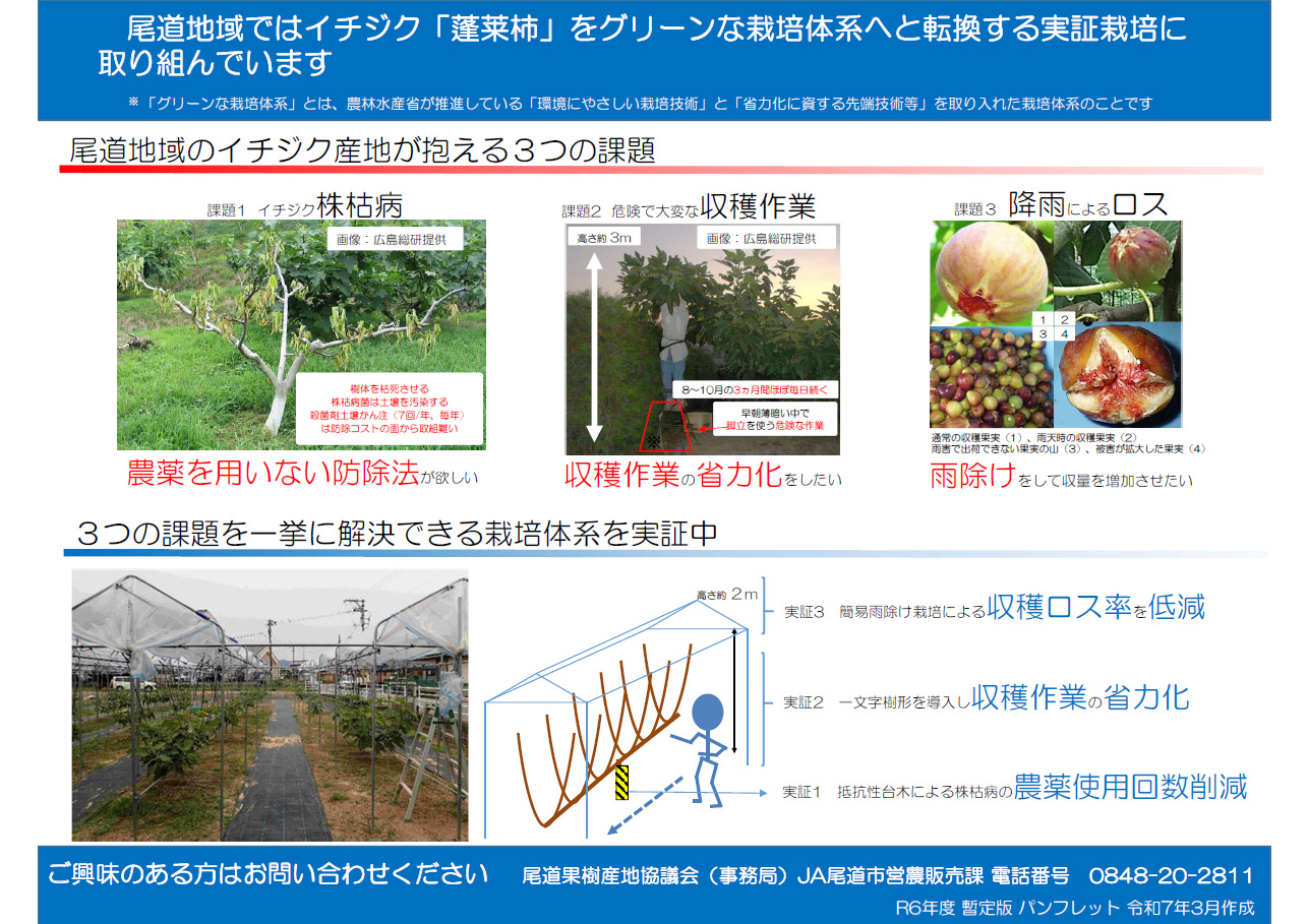 尾道地域ではイチジク「蓬莱柿」をグリーンな栽培体系へと転換する実証栽培に取り組んでいます