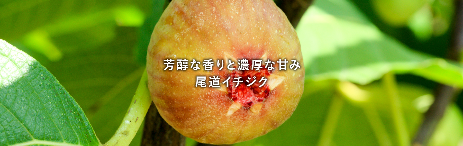 芳醇な香りと濃厚な甘み尾道イチジク画像