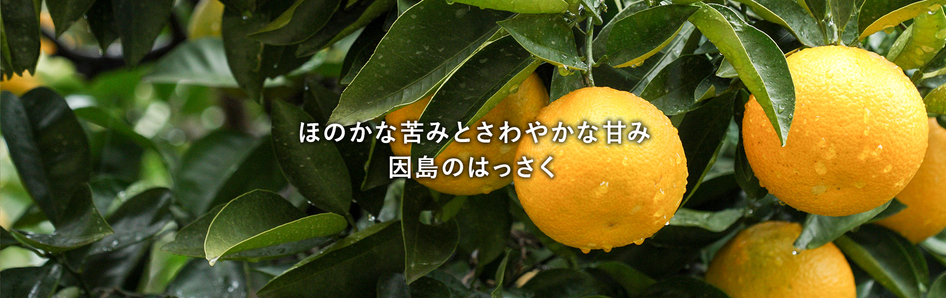 ほのかな苦みとさわやかな甘み因島のはっさく画像