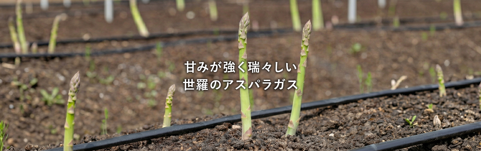 甘みが強く瑞々しい世羅のアスパラガス画像